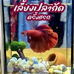 การเลี้ยงปลากัด กัด เดิมพัน
